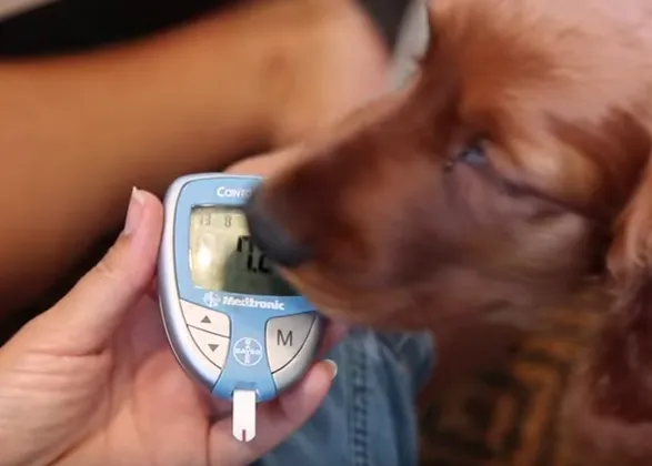 Los perros expertos en diabetes: canes que alertan ante cambios en los niveles de azúcar