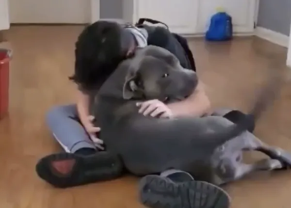 El reencuentro de un perro que se había perdido con su pequeño humano y mejor amigo