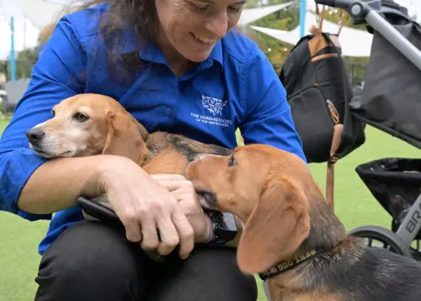 Celebran el primer año de libertad de los 4000 Beagles criados para ser utilizados en experimentación animal