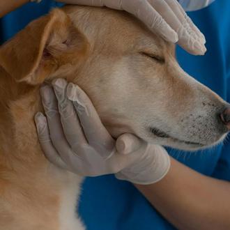 El Hospital Veterinario UCV necesita donantes de sangre en Valencia …