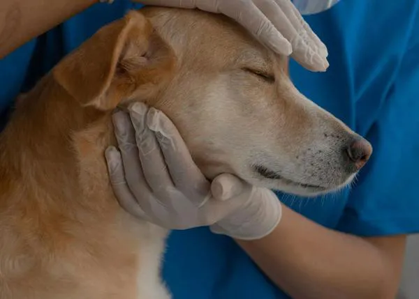 El Hospital Veterinario UCV necesita donantes de sangre en Valencia: perros y gatos sanos de hasta 8 años