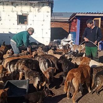 Guerra en Ucrania, cómo ayudar a las familias con animales …