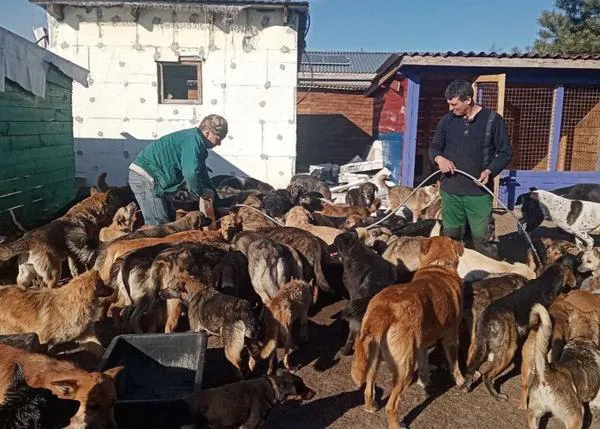 Guerra en Ucrania, cómo ayudar a las familias con animales, cómo ayudar a las protectoras