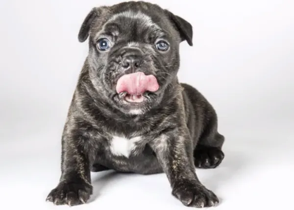 El Time lapse más guau: un cachorro de bulldog francés crece ante nuestros ojos