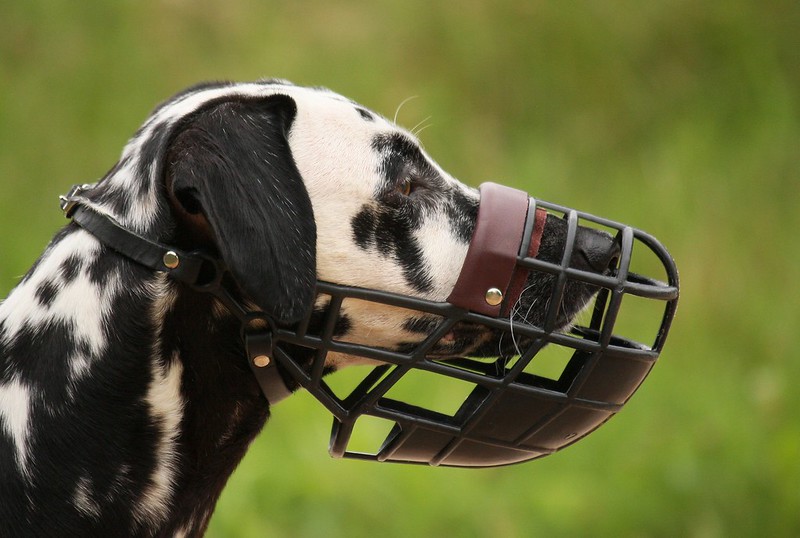 puede un perro morder con un bozal puesto