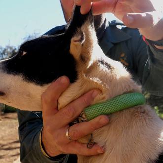 Más de 1000 perros de caza mutilados ilegalmente en Almería …