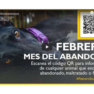#FebreroSinAbandonos: la Dirección General de Derechos de los Animales busca …