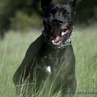 Con perros hacia rutas salvajes: cómo disfrutar con canes en …
