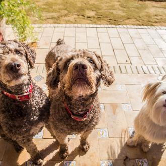 Los perros en España, algunas cifras: casi 7 millones de …