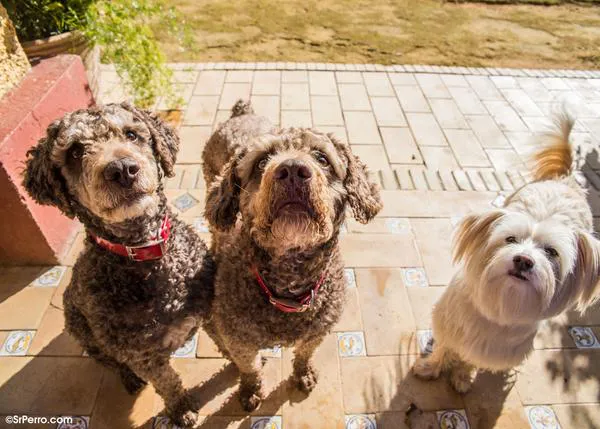 Los perros en España, algunas cifras: casi 7 millones de canes en 2019