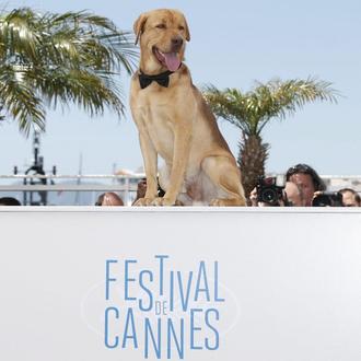 Perros de cine: las estrellas más guau en el Festival …
