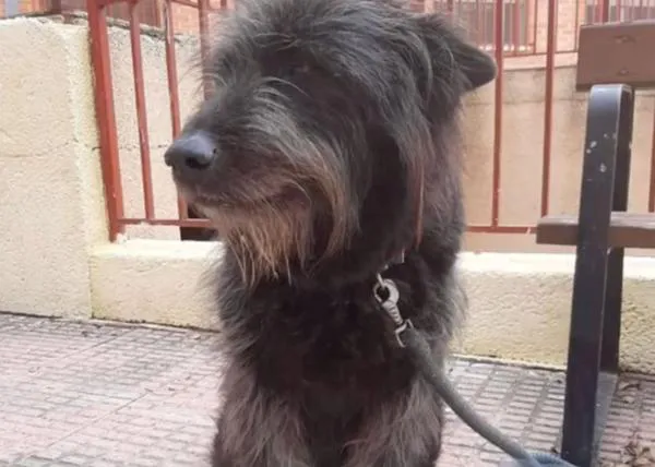 Una perra casi abandonada tras la muerte de su dueño, ¡se reencuentra con su primera familia!