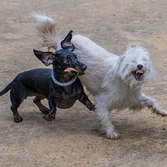 ¿Cómo se comunican los perros mientras juegan? ¿Cómo saber si …