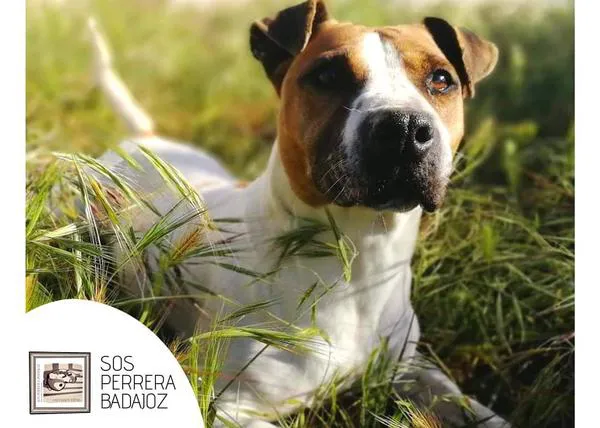SOS Perros Badajoz: un cambio que revela mucho sobre el duro trabajo del voluntariado animal