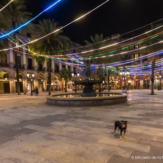 ¿Pasear con el perro suelto por Barcelona, incluyendo los parques …