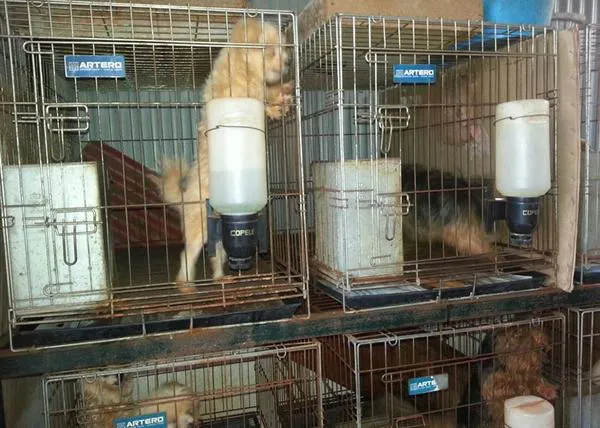 La Guardia Civil desmantela un criadero ilegal de perros en Don Benito