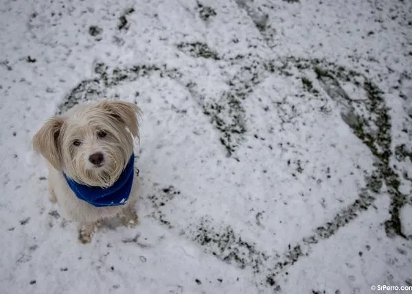¿Cómo afecta el frío a los perros, dependiendo de su edad, raza o tamaño?