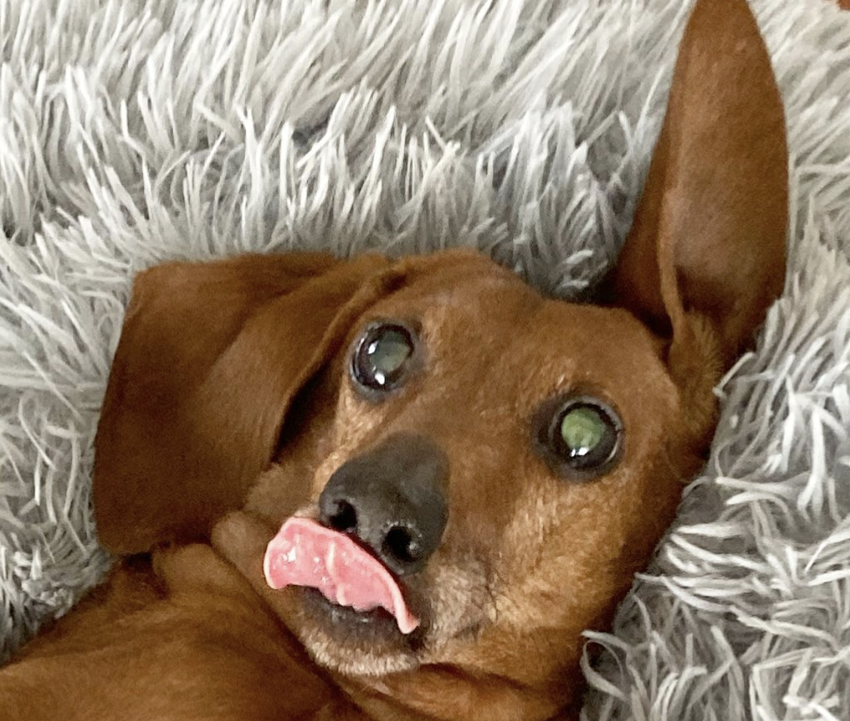 Aprende Cómo Cuidar un Perro Salchicha