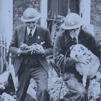 La gran masacre de perros y gatos: la tragedia olvidada …