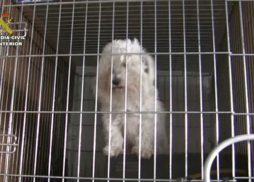 La Guardia Civil destapa un nuevo caso de venta ilegal de perros con pedigrí falso