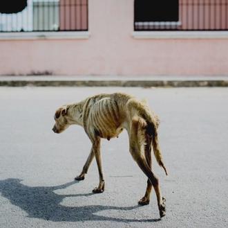 La suerte de Luna, una perra rescatada en México -en …