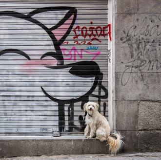 Educando perros y humanos: el refuerzo positivo