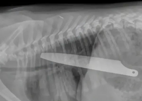 ¿Cómo miran los veterinarios dentro de nuestros perros? Radiografías, ecografías, resonancias magnéticas...
