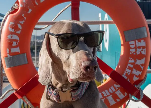 Se busca perro de mar para darle un gran premio: ¡un viaje en un camarote pet friendly de Baleària!