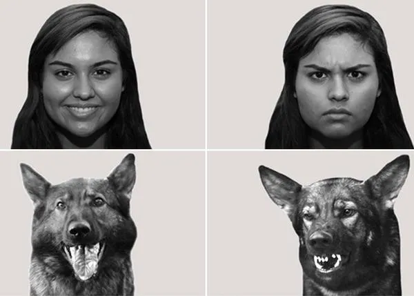 Los perros detectan las emociones humanas combinando vista y oído