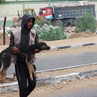 La única protectora de animales de Gaza hace un llamamiento …