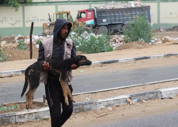 La única protectora de animales de Gaza hace un llamamiento urgente: cientos de animales han muerto de hambre