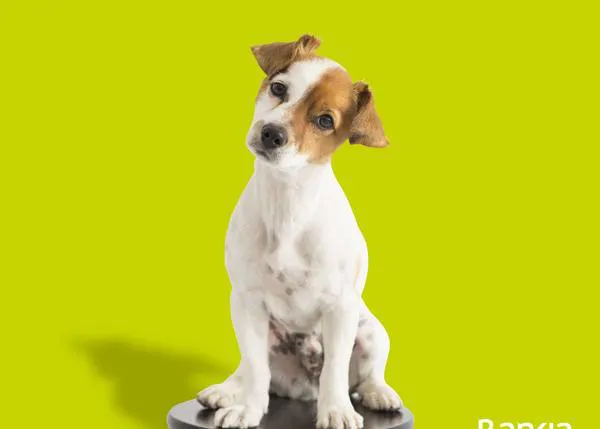 ¿Puedes entrar con un perro en las oficinas de Bankia? Sí, es un banco dog friendly