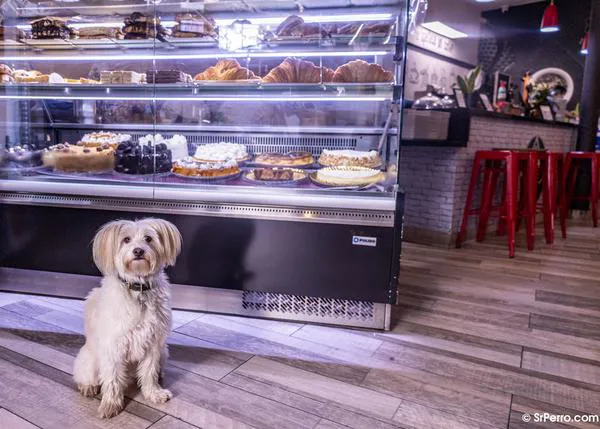 Bares y cafés en Madrid, Gijón, Bilbao... donde disfrutar de un buen croissant junto a tu perro