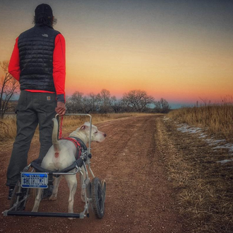 Un perro adoptado, con problemas de movilidad, se convierte en …