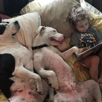 Historias para dormir... Pit Bulls: el adorable vídeo viral de …