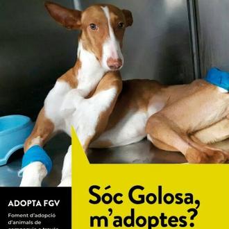 Fomentando la adopción de perros y gatos en tren: #AdoptaFGV