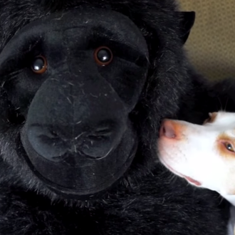 Las aventuras de un perro y su amigo el gorila …
