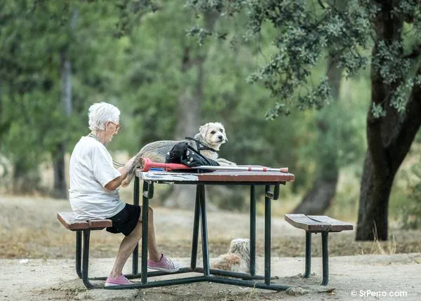 Convivir con un perro y hacer ejercicio: factores clave para retrasar la aparición de demencia en personas mayores