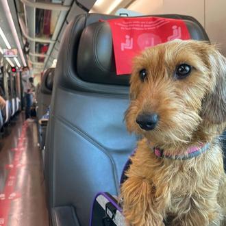 Viajar con perro en tren en Italia, ¿cuáles son las …