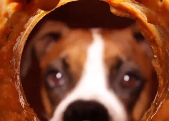 Felicidades perrunas: un can zampándose un tarro de mantequilla de cacahuete
