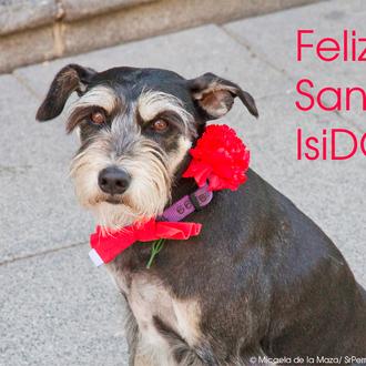 San IsiDOG o San Isidro con perro en Madrid