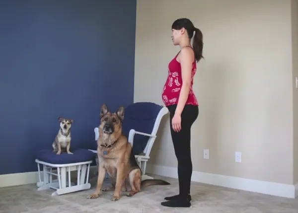 Los canes son parte de la familia: divertido vídeo de un time lapse de un embarazo en un hogar con perros