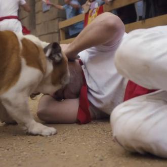 Sanfermines en versión perruna: cuidado con los bulldogs ¡y sus …