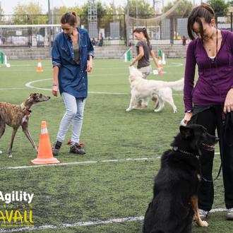 ParAgility: planazo inclusivo para humanos y perros en Valencia ¿te …