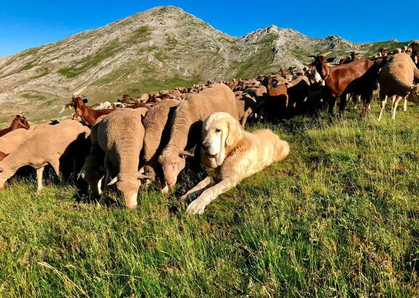 Aventura Trashumante: 20 jóvenes que han superado un cáncer acompañan a pastores, ovejas y mastines en León