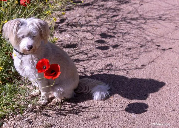 Los parásitos internos en los perros: vías de contagio y efectos de la desparasitación