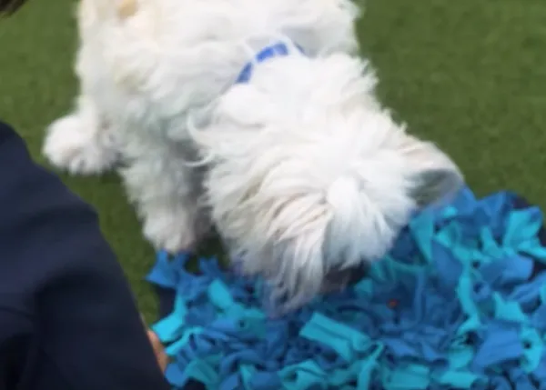 Cómo hacer y cómo utilizar la alfombra de olfato para perros