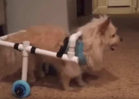 Imaginación y maña para ayudar a un can con problemas de movilidad: una silla de ruedas casera