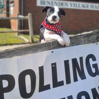 #DogsAtPollingStations, los perros que acompañan a sus humanos a votar …