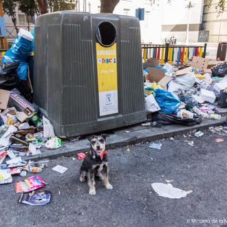 Método SrPerro para esquivar la basura que impera en Madrid